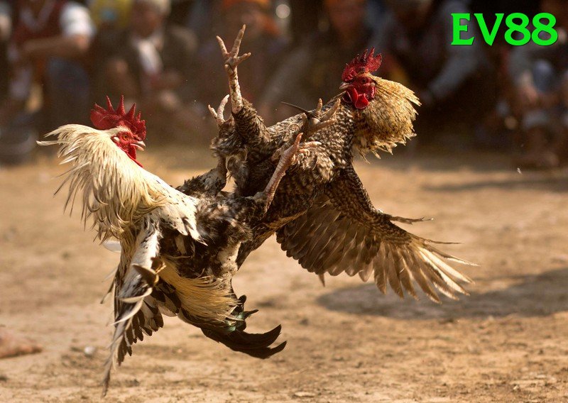 Đá Gà Trực Tiếp - ev88 - Nhận code