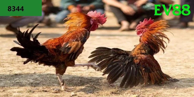 Đá Gà Trực Tiếp - Trải nghiệm tuyệt vời - Chơi trên trình duyệt